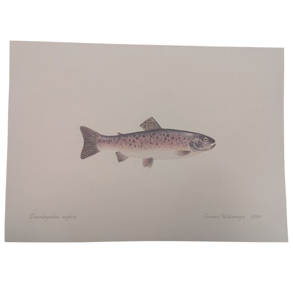 Litografi - Regnbueørret