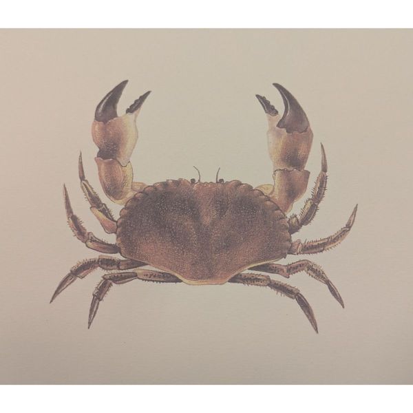 Hovedbilde Litografi - Krabbe