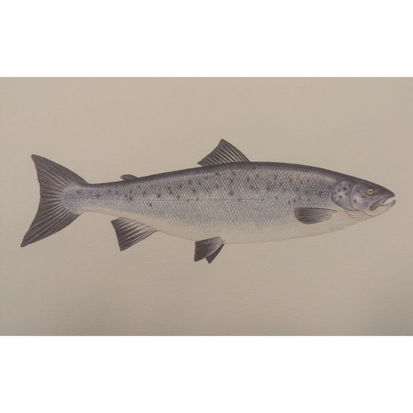 Hovedbilde Litografi - Laks